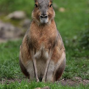 Patagonian Cavy - Potter Park Zoo - 05/20/19