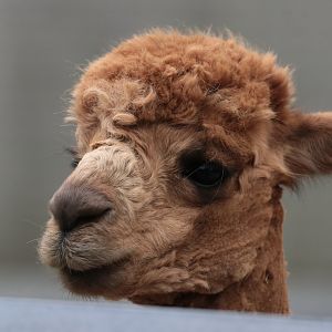 Suri Alpaca - Potter Park Zoo - 05/20/19