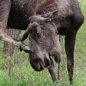 Moose - Potter Park Zoo - 05/20/19