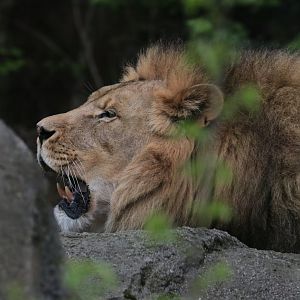 African Lion - Potter Park Zoo - 05/20/19