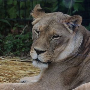 African Lion - Potter Park Zoo - 05/20/19