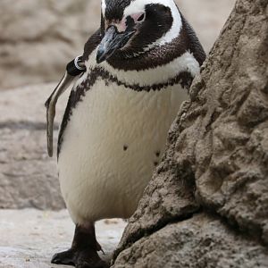 Magellanic Penguin - Potter Park Zoo - 05/20/19