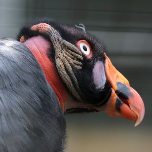 King Vulture - Potter Park Zoo - 05/20/19