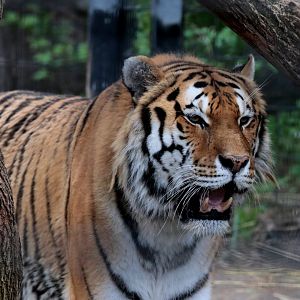 Amur Tiger - Potter Park Zoo - 05/20/19