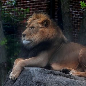 African Lion - Potter Park Zoo - 05/20/19