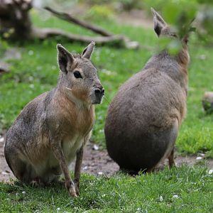 Patagonian Cavies - Potter Park Zoo - 05/20/19