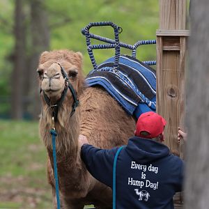 Camel Rides - Potter Park Zoo - 05/20/19