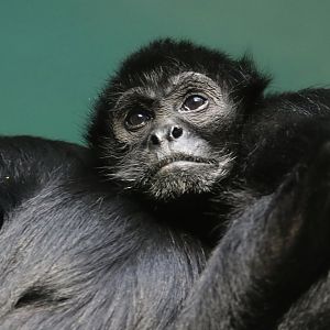 Spider Monkey - Potter Park Zoo - 05/20/19