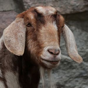 Goat - Potter Park Zoo - 05/20/19