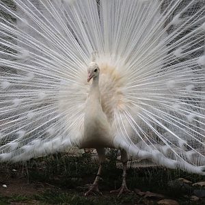 Peacock - Potter Park Zoo - 05/20/19