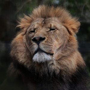 African Lion - Potter Park Zoo - 05/20/19