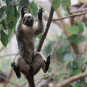 Cotton-top Tamarin - Potter Park Zoo - 05/20/19