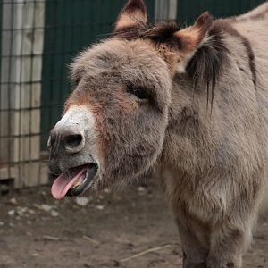 Sicilian Donkey - Potter Park Zoo - 05/20/19