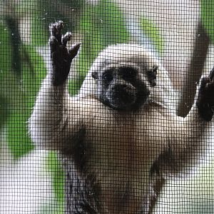 Cotton-top Tamarin - Potter Park Zoo - 05/20/19