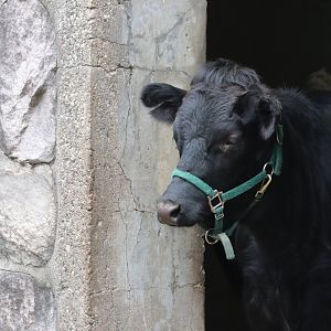 Dexter Cattle - Potter Park Zoo - 05/20/19