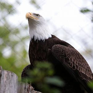 Bald Eagle - Potter Park Zoo - 05/20/19
