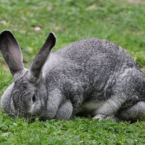 Giant Chinchilla Rabbit - Potter Park Zoo - 05/20/19