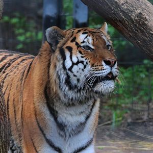 Amur Tiger - Potter Park Zoo - 05/20/19
