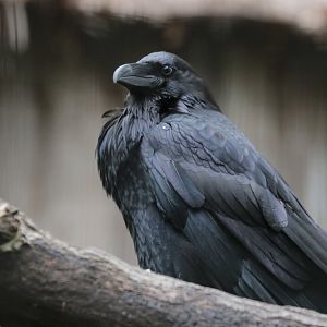 Raven - Potter Park Zoo - 05/20/19