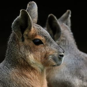 Patagonian Cavy - Potter Park Zoo - 05/20/19