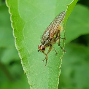 Stercoria scatophaga