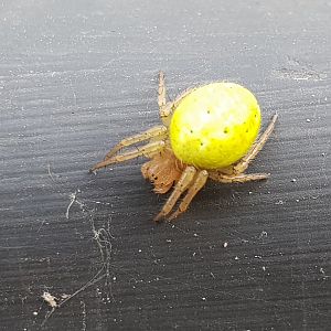 Cucumber green spider - Araniella cucurbitina
