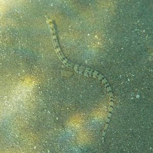 Network pipefish - Corythoichthys flavofasciatus