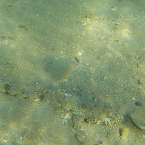Nebulous lizardfish - Saurida nebulosa