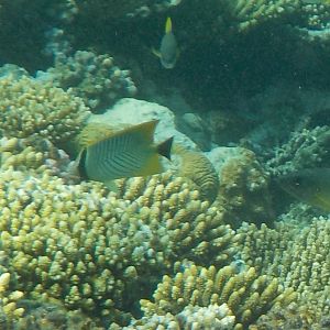 Chevron butterflyfish - Chaetodon trifascialis