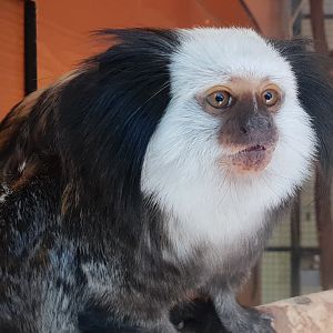 White-fronted marmoset