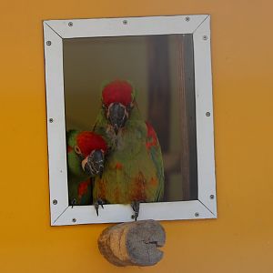 Red-fronted macaws