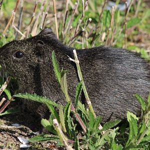Brazilian wild cavy - Cavia aperea