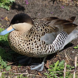 Silver teal