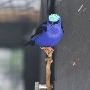 Red-legged honeycreeper - male