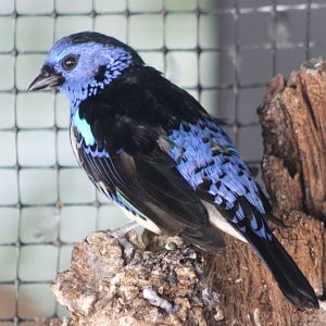 Turquoise tanager
