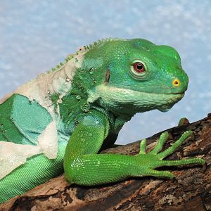 Fiji Island Banded Iguana