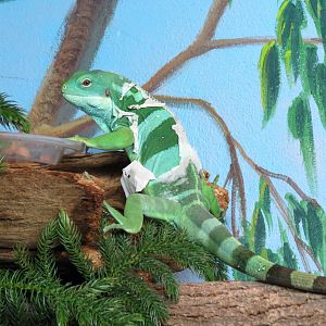 Fiji Island Banded Iguana