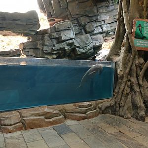 Aquarium of Yangtze Finless Porpoise (Neophocaena asiaeorientalis asiaeorientalis)  - 16.04.2018