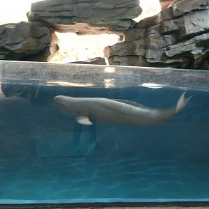 Yangtze Finless Porpoise (Neophocaena asiaeorientalis asiaeorientalis)  - 16.04.2018