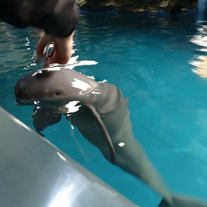 Yangtze Finless Porpoise (Neophocaena asiaeorientalis asiaeorientalis)  - 16.04.2018