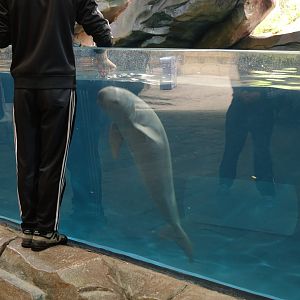 Yangtze Finless Porpoise (Neophocaena asiaeorientalis asiaeorientalis)  - 16.04.2018