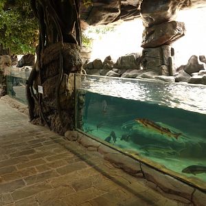 Aquarium of sturgeons and freshwater breams - 16.04.2018