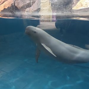 Yangtze Finless Porpoise (Neophocaena asiaeorientalis asiaeorientalis) - 16.04.2018