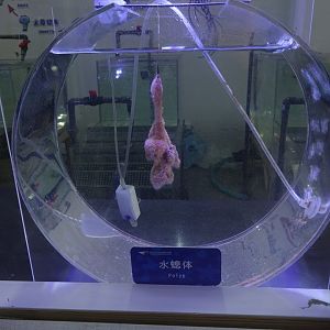 Jelly fishes polyps - 16.04.2018