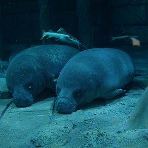 African manatee - Trichechus senegalensis - 16.04.2018