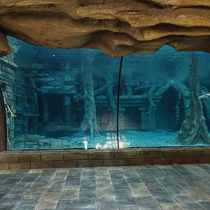 Aquarium of African manatees - Trichechus senegalensis - 16.04.2018