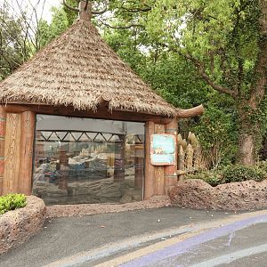 Capybara house - 16.04.2018