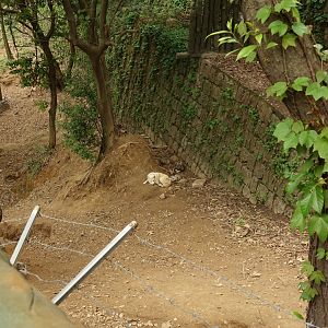 Enclosure of arctic wolfes (Canis lupus) - 16.04.2019