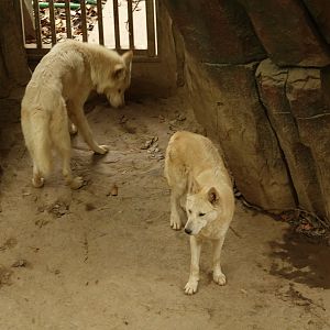Arctic wolfes (Canis lupus) - 16.04.2019