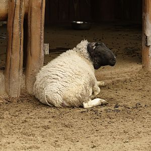 Mongolian sheep - 16.04.2018
